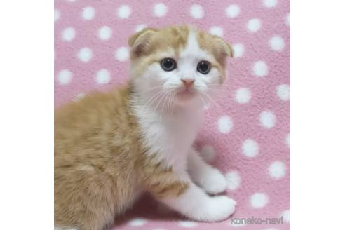 成約済の愛知県のスコティッシュフォールド(折れ耳)-89253の4枚目